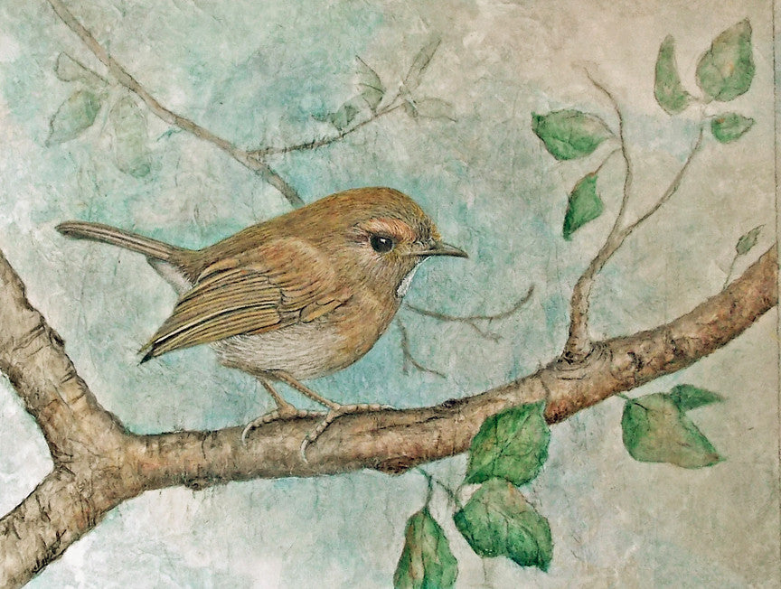 Rufous-browed Flycatcher - True North Gallery