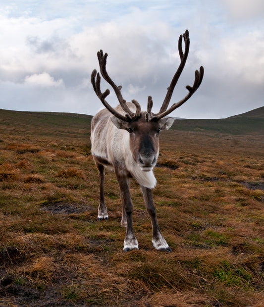 One Thousand Words for Reindeer