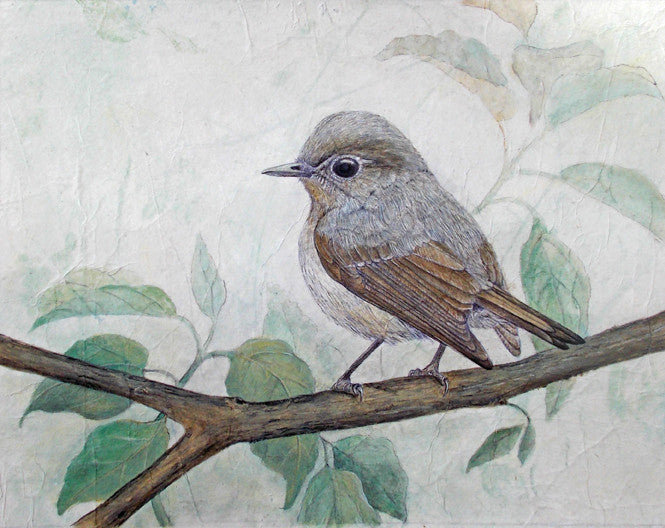Little Pied Flycatcher - True North Gallery